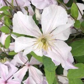 White Prince Charles Clematis (Clematis viticella White Prince Charles) Img 3